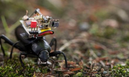 Scientists strapped tiny cameras to beetles to get their view of the world